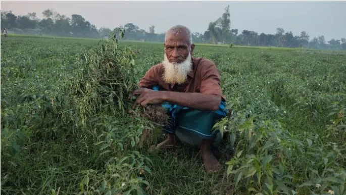 মাদারগঞ্জে মরিচ চাষে অনিশ্চয়তা, শুকিয়ে মরছে একের পর এক গাছ